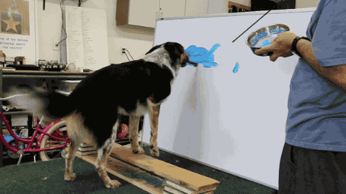 Dog Painting GIF-downsized_large
